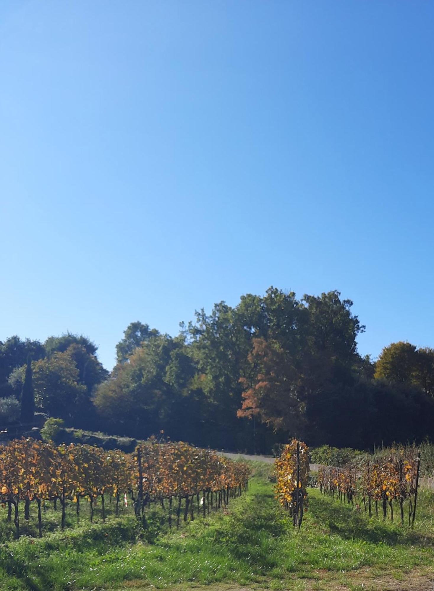 Acero Rosso B&B In Franciacorta Erbusco Ngoại thất bức ảnh